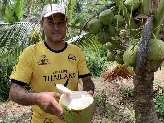 เกษตรกรชาวตำบลปากแจ่ม อ.ห้วยยอด จ.ตรัง หันมาทำแปลงปลูกมะพร้าวน้ำหอมพันธุ์ดีจำนวน ๑๒๐ ต้น บนเนื้อที่ ๕ ไร่ เผยเคล็ดไม่ลับใส่เกลือให้บ่อย จะทำให้มะพร้าวลูกใหญ่ ให้น้ำที่หอม หวาน เย็นชื่นใจ ทำลูกค้าติดใจสร้างรายได้วันละ ๕๐๐-๖๐๐ บาททุกวัน