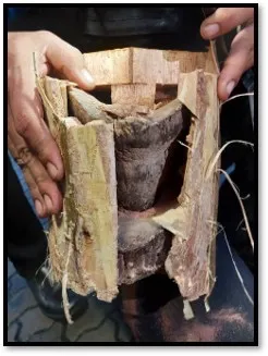 ศุลกากรจับผู้โดยสารเวียดนาม ลักลอบขนนอแรดจากแองโกลา เตรียมผ่านไทยไปลาว มูลค่า ๖.๙ ล้านบาท