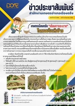 เกษตรอำเภอเมืองตรัง เตือนการระบาด โรคขอบใบแห้งข้าว