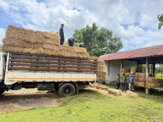 ปศุสัตว์อำนาจ!!! มอบคลังเสบียงสัตว์ประจำตำบล เตรียมความพร้อมรับสถานการณ์ อุทกภัยที่อาจจะเกิดขึ้นกรณีน้ำท่วม