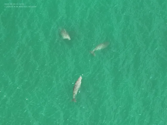 กรมทรัพยากรทางทะเลและชายฝั่ง พบพะยูนและเต่าตนุจำนวนมากในพื้นที่ชายฝั่งทะเลจังหวัดตรัง ภาพรวมสุขภาพสัตว์ทะเลหายากสมบูรณ์ดี