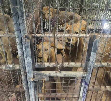 กรมอุทยานฯและซาฟารีเวิลด์ นำสิงโต ๕ ตัวที่ทำร้ายเจ้าหน้าที่ดูแลเข้าไปไว้ในกรงเลี้ยงแล้ว เพื่อปรับพฤติกรรม