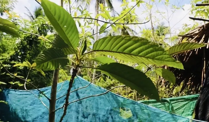 พลังสังคม เหนือ นโยบายรัฐ ชาวบ้านชายแดนใต้ลุกฮือปฏิเสธกระท่อม ชี้ผลกระทบเกินควบคุม