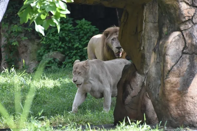สวนสัตว์ขอนแก่น เข้มมาตรการในการดูแล เสือ-สิงโต ตามมาตรฐานสากล มั่นใจนักท่องเที่ยวปลอดภัยในการเที่ยวชมสัตว์